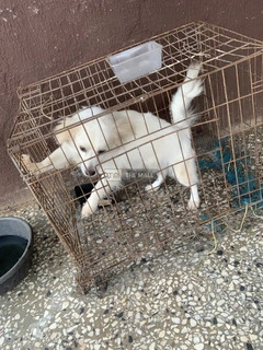 Eskimo+lhasa Mixed - 2