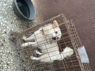 Eskimo+lhasa Mixed - 3