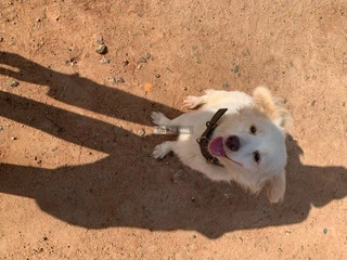 Eskimo+lhasa Mixed - 4