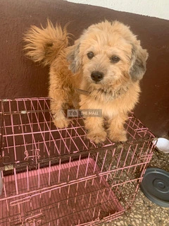 Lhasa Male