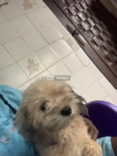 Lhasa Male - 3