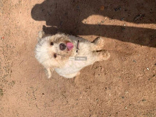 Lhasa Female