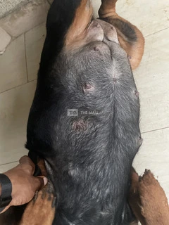 Rottweiler for Sale ✨