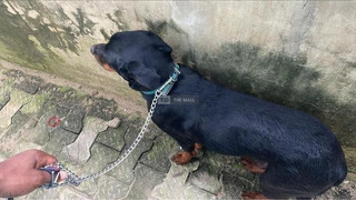 Rottweiler for Sale ✨ - 2