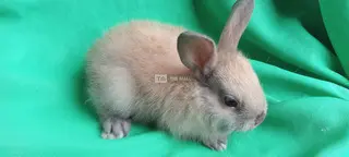 Exotic Rabbits