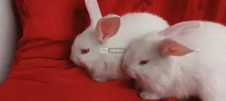 Exotic Rabbits - 3