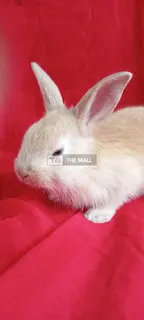 Exotic Rabbits - 4