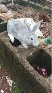 Pet Bunnies