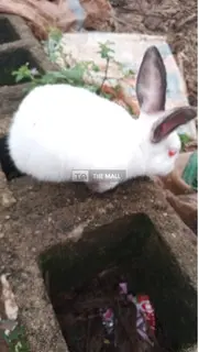 Pet Bunnies - 2