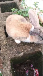 Pet Bunnies - 3