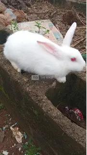 Pet Bunnies - 4