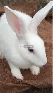 Giant Rabbits