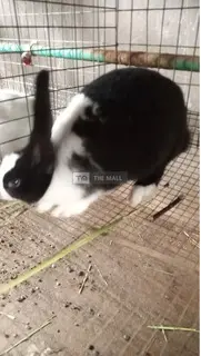 Giant Rabbits - 2