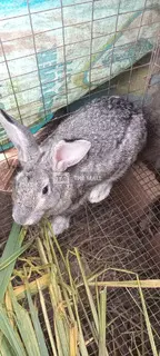 Giant Rabbits - 3