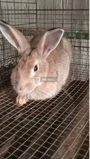 Giant Rabbits - 4