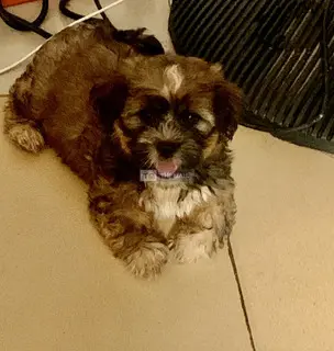 Sweet Lhasa Puppies Available for Ssale