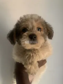 Sweet Lhasa Puppies Available for Ssale - 2
