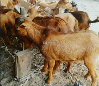 Cow/Goat Meat