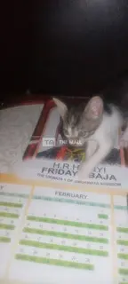 Domestic ShortHair Kittens