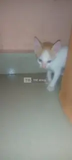 Domestic ShortHair Kittens - 2