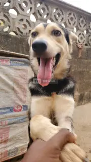 Husky-Shepherd Ready 4 Home