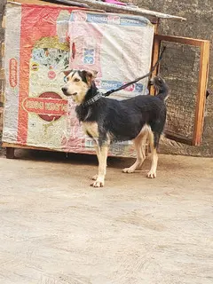 Husky-Shepherd Ready 4 Home - 2