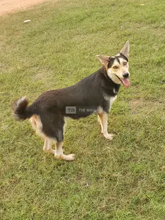 Husky-Shepherd Ready 4 Home - 3