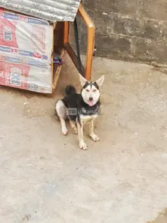Husky-Shepherd Ready 4 Home - 4
