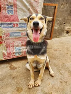 Husky-Shepherd Ready 4 Home - 5