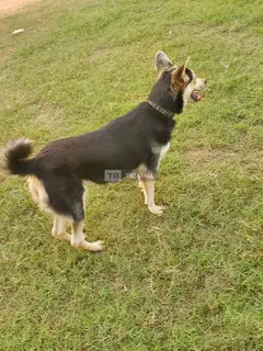 Husky-Shepherd Ready 4 Home - 6
