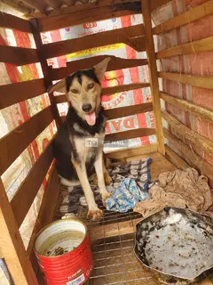 Husky-Shepherd Ready 4 Home - 7