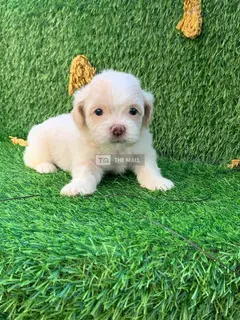 Puppies for sale