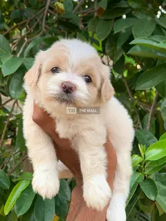 Puppies for sale - 2