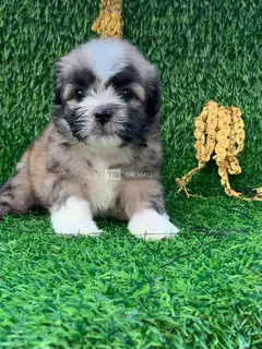 Puppies for sale