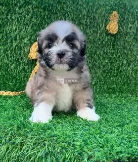 Puppies for sale - 2