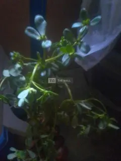 Herbs for Diebities Cure