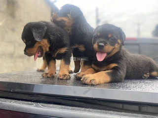 Pedigree Rottweiler puppies. Both sex available