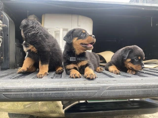 Pedigree Rottweiler puppies. Both sex available