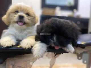 Lhasa Apso Puppies