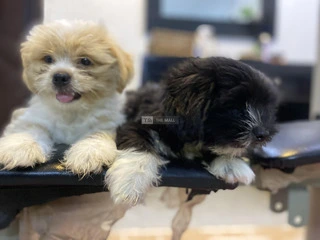 Lhasa Apso Puppies - 2