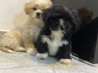 Lhasa Apso Puppies - 3