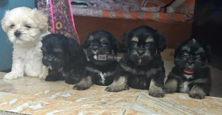 Lhasa Apso Puppies - 4