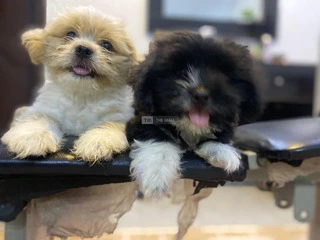 Lhasa Apso Puppies - 5