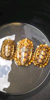 Tortoises for Sale