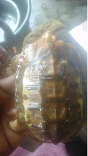 Tortoises for Sale - 2