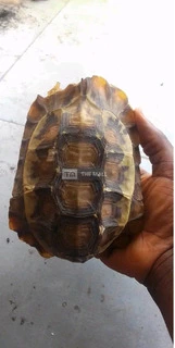 Tortoises for Sale - 3