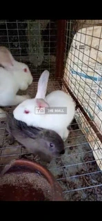 Adorable Bunnies and Rabbit