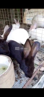 Adorable Bunnies and Rabbit - 3