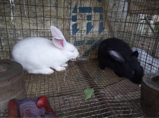 Rabbits For Sale - 6