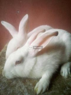 Rabbits for Sales (vaccinated)